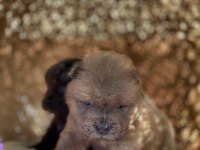 HIGH QUALITY PURPLE TONGUE CHOW CHOW PUPPIES