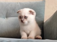 Scottish fold yavrumuz yeni yuvasını arıyor