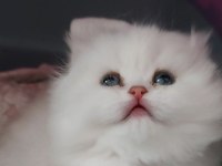 British longhair silver erkek yavrumuz