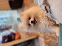 Gözyaşı lekesiz pamuk gibi aşılı bi pomeranian
