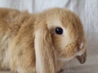 Cüce lop/miniatur lop cüce tavşan çiftliği alanya