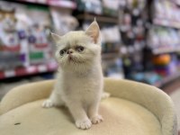 İRAN PERSİAN KEDİMİZ