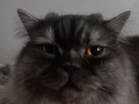 British Longhair kedimiz