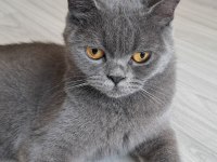 British shorthair 1,5 yaşında