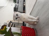 Dişi Scottish Fold Kısır Değil