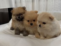 Sağlık Ve Irk Garantili Pomeranian Boo Ayıcık Surat