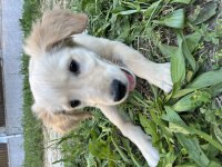 3 aylık dişi golden retriever