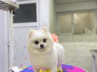 Dişi Pomeranian