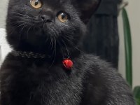 Black Erkek Kedimiz