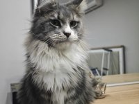 Şecereli Maine Coon yavrular Alanya