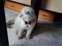 Boncuk gözlü yakışıklı scottish fold bebeğim