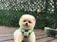A kalite 1. sınıf pomeranian boo teddy bear