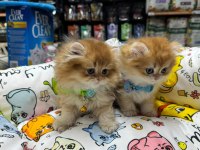 Nadi̇r Bulunan Kali̇te A British Longhair