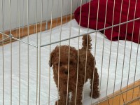 Üretim ruhsatlı evimizden wc eğitimli toy poodle