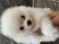 Orjinal Ayı Surat Pomeranian Boo Yavrular