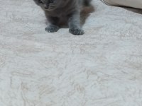 British shorthair kedisi yavrular