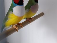Goldian finch gökkuşağı ispinozu