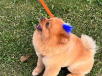 15 09 2022 doğumlu erkek pomeranian