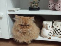 Chinchilla kedime eş arıyorum