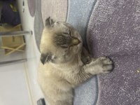 6 Aylık Saf Kan Scottish Fold