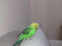 Damızlık muhabbet kuşu limon kızım sahiplendirilecektir