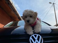 Sahibinden satılık 3 aylık maltipoo