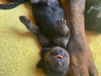Koca Kafa Macar Rottweiller Yavrular