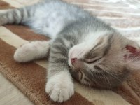 BRİTİSH 3 AYLIK KEDİMİZ