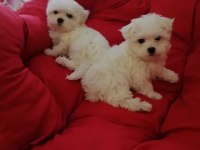 Maltese yavrularımız gelmiştir