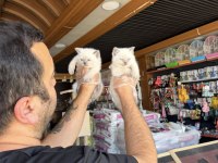 SCOTTISH FOLD VE BRITISH SHORTHAIR YAVRULARI ANKARA