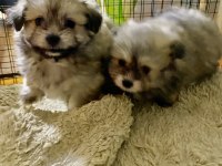 Pomeranian yavru köpekler