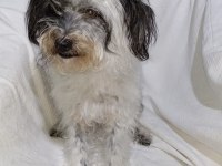 Maltipoo (beyaz ve siyah)