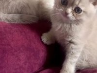 British Shorthair Dişi Yavrular