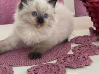 SAFKAN RAGDOLL BEBEKLER