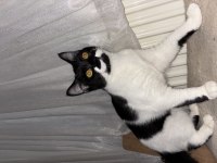 4 aylık evcil insana alışık yavru kedimiz
