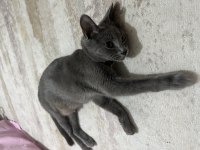 1 yaşında russian blue dişi