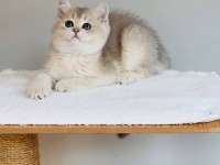 Safkan anne baba şecereli british shorthair ay11 kodunda