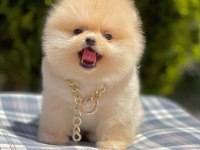 Safkan Pomeranian Boo Bebekler