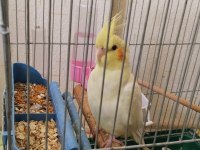 Lutino 8 aylık veteriner bakımlı sultan papağanı