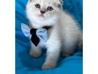 Scottish Fold Erkek Yavrumuza Yuva Uyguna