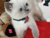 Dünya tatlısı scottish fold ve british yavrularım