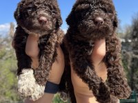 Mükemmel LAGOTTO ROMAGNOLO yavrularımız