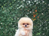 Sağlık Ve Irk Garantili Pomeranian Boo