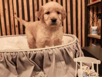 GOLDEN RETRİEVER KÖPEĞİMİZ