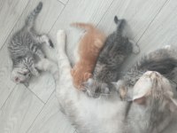 Scottish fold yavru