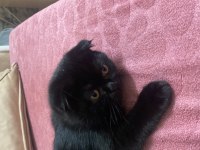 3 Aylık Scottish Fold Yavrularımız Sahiplendirilecektir
