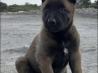Belçika Kurdu Köpeğimiz
