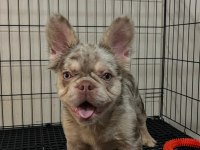 Özel renk nadir french bulldog yavrular