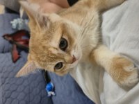 British Shorthair Kedimiz
