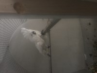 Kakadu umbrella çift dişi erkek